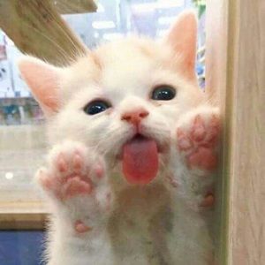 Meet your Posher, Angela